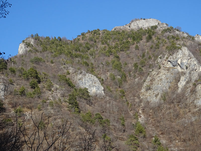 Rupicapra rupicapra.....dal Trentino Alto Adige